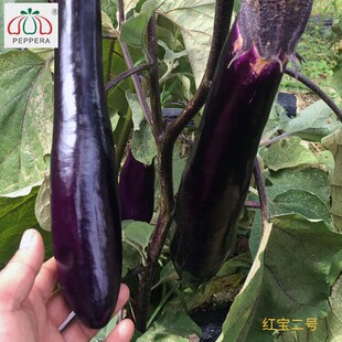 �t����̖-�����ϼtɫ30���������L�����߲�ȫ��N��