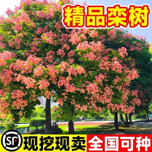 Luan Tree Seadling Garden Laindscape Laindscape деревянный ландшафт дорожного покрытия Большое дерево посадить на север и южных холодных деревьев во всех сезонах