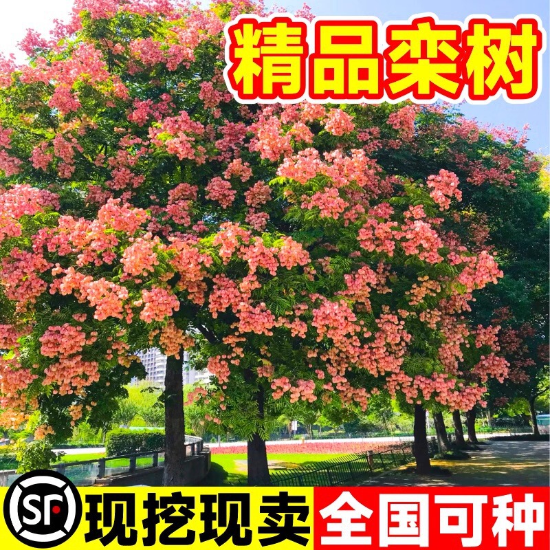 Lanshan Saplings, Courtyard Projects, Landscaping, Wood Walkways, Scenic Large Trees, Planting Cold-Resistant Trees in the North and South in All Seasons