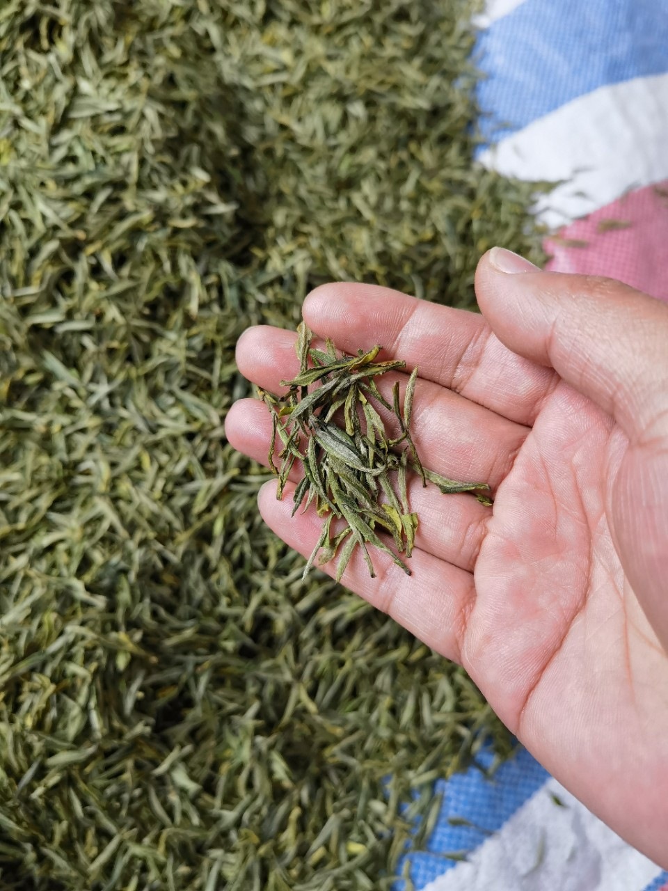 Huoshan Huangya Yellow Tea Premium Grade 250g Gift Box Pre-Qingming Loose Leaf from Anhui key features