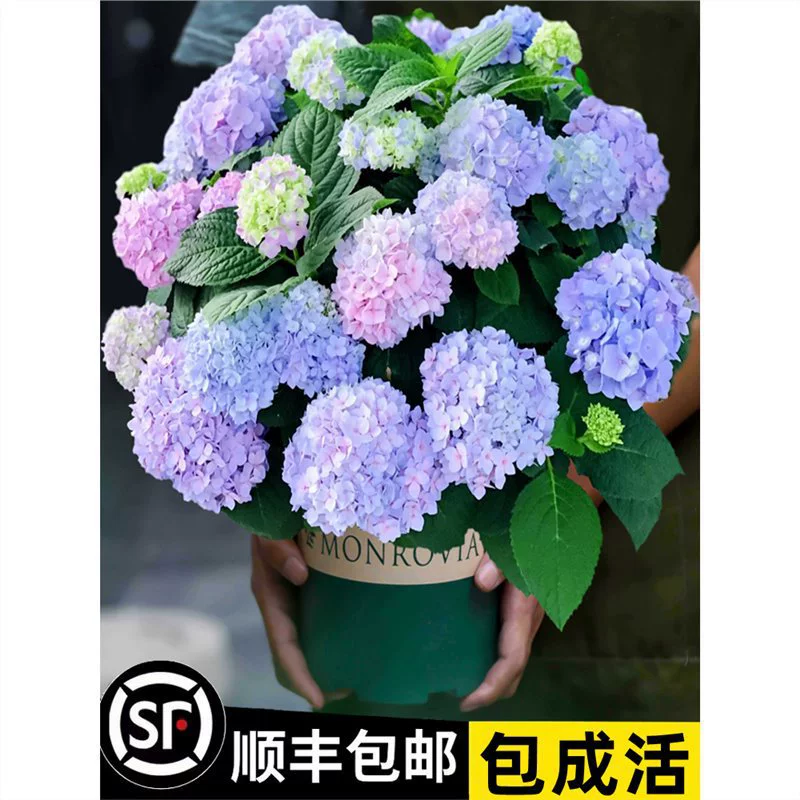 Рассада гортензии цветет круглый год в бесконечном лете, горшечные растения гортензии, легко выращиваемые цветочные растения, комнатные цветы для двора.