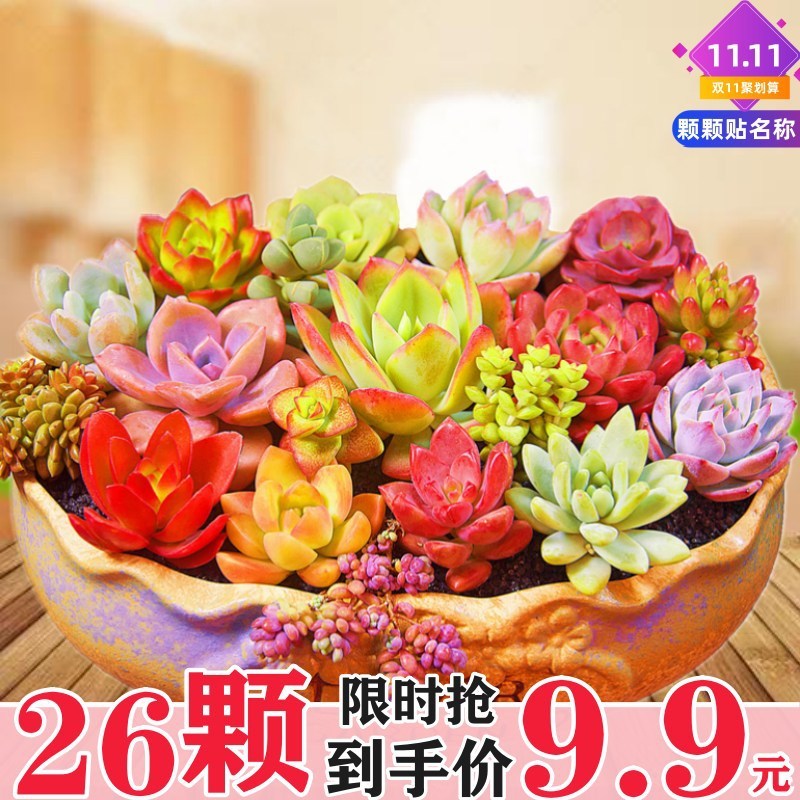多肉植物 小型鉢植え 鉢土付き 卸売 高級セット 多肉植物の組み合わせ ピーチエッグ ジェイドデュー グリーン植物 花園芸|undefined