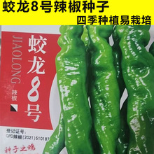 蛟龙8号薄皮特辣爽脆螺丝椒蔬菜种子口感型长辣椒春秋季
