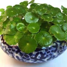 �~�X����ؔ�k�����������Խ��X�ݻ����҃�ˮ��ֲ���������ȩ�Gֲ