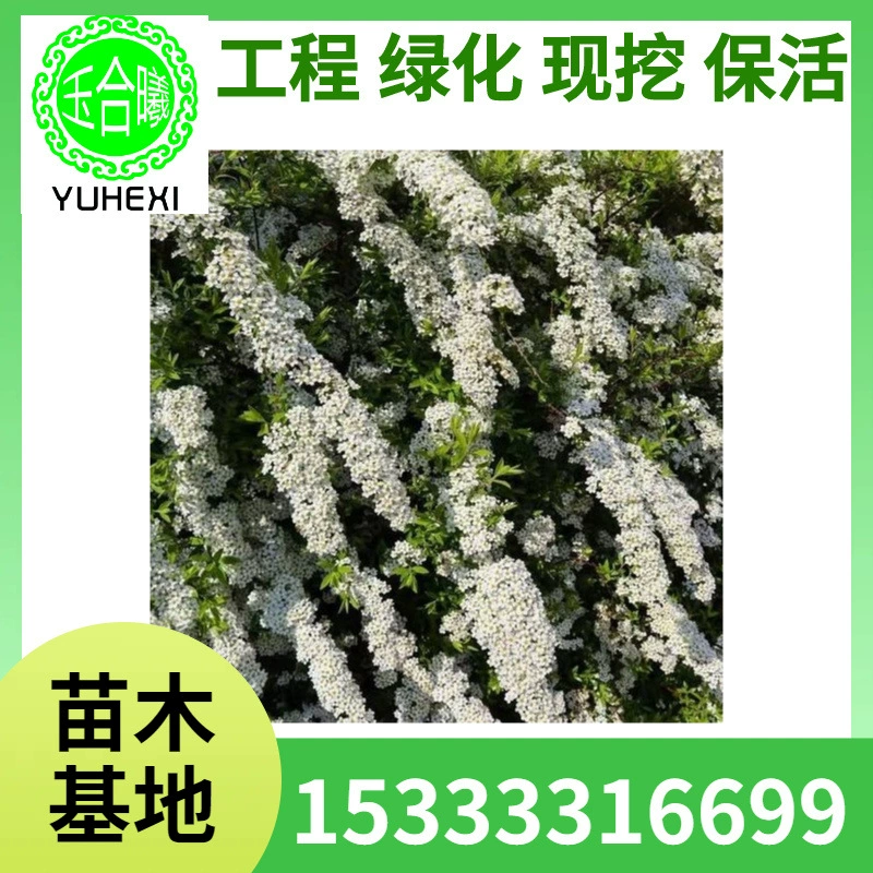 Сушеные ветви снежной ивы, сушеные ветви снежной ивы, сушеные ветви дракона, натуральные сушеные ветви, ландшафтные ветви, сушеные ветви для домашней гидропоники, ива.