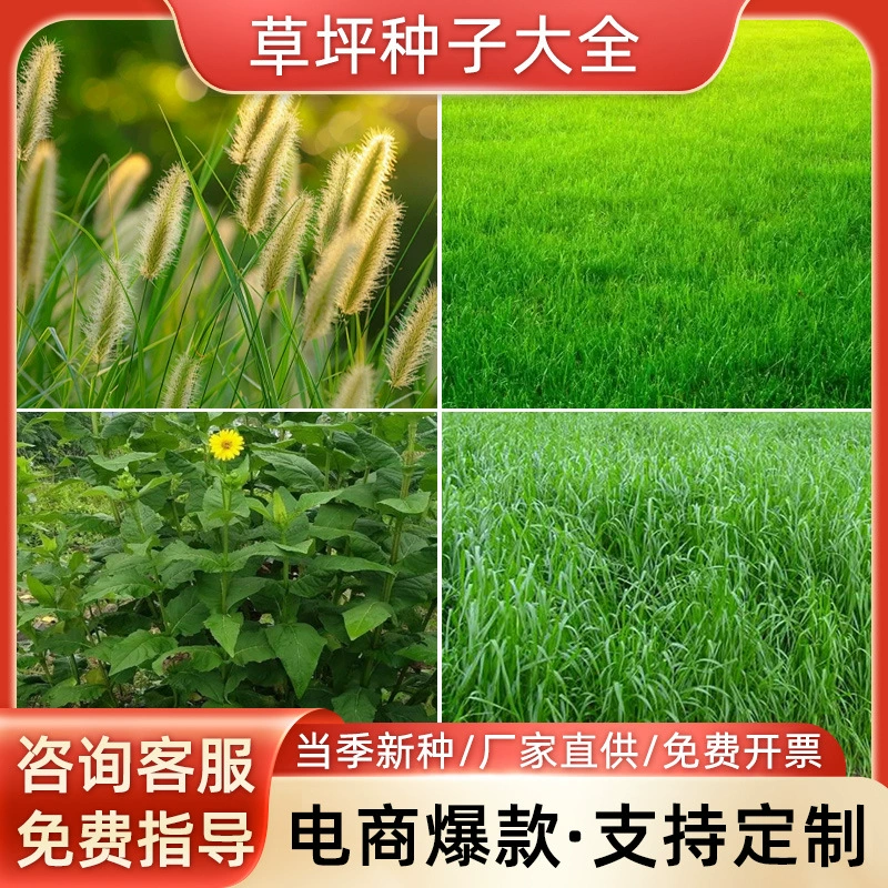 Семена травы для пастбищ, семена однолетней ревеня, семена травы Blue Label, семена травы White Label, скидки при оптовых закупках, высокая степень прорастания