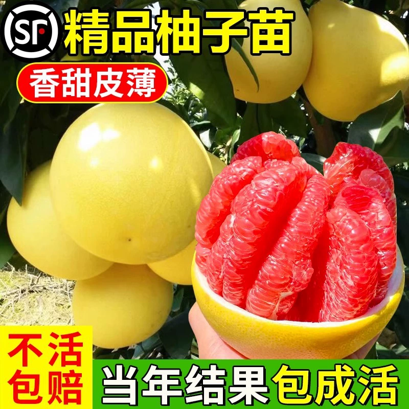 Аутентичные саженцы помело с красной мякотью, саженцы помело с красной мякотью, привитые трёхкрасным помело, плодоносящие в том же году.