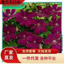 中国红铁线莲花苗盆栽早花大花组阳台庭院花墙攀爬藤本花卉植物