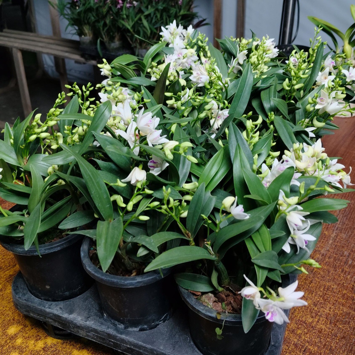 小白狐  香水石斛  盆栽兰花稀缺品种花带香味  新手小白推荐