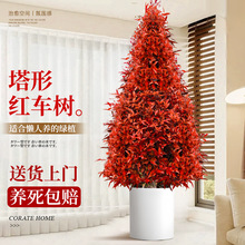 鸿运当头红车树苗木别墅绿化庭院风景树塔形彩叶树苗盆栽盆景植物
