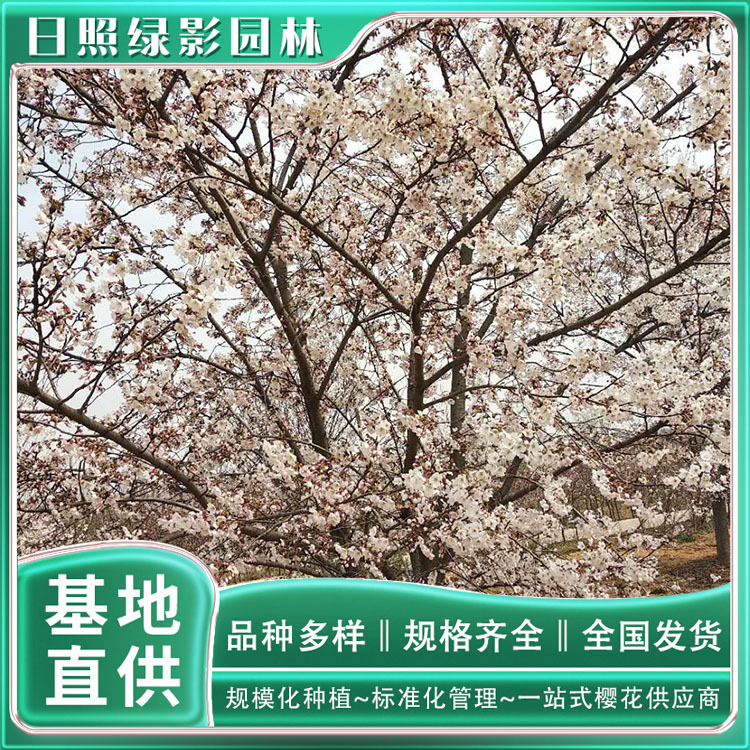 2982752658162290540 副本.jpg