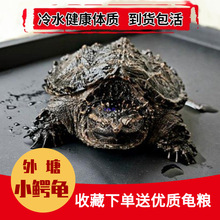 ����С���������������͹��ӷ�ʳ���ˮ����������С�ڹ����