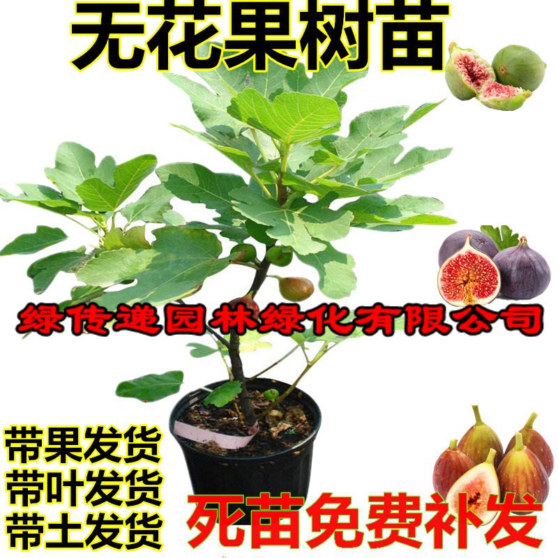 无花果树苗盆栽地栽当年带结果南北方四季种植特大无花果苗室内外