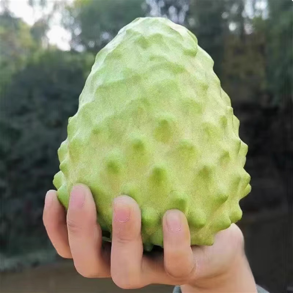台湾凤梨释迦果苗树嫁接释迦苗番荔枝佛陀果苗南北方种植当年结果
