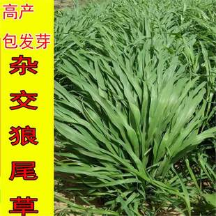 ���ݷN���Ϸ��������ļ��߮a�ͺ��s����β�����ո�ţ���~�òݷN��