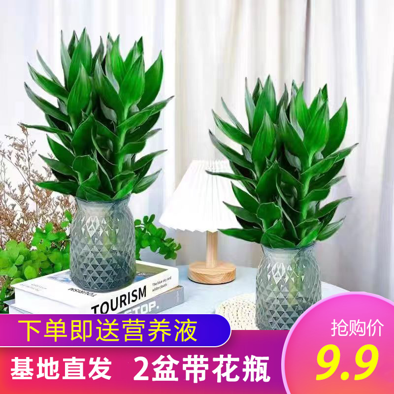 拍一发二【两盆观音竹】水养水培花卉盆栽绿植室内植物好养招财