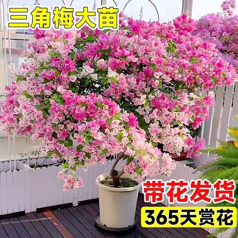 Bougainvillea Potted Plant with Flower Buds, Low-Stemmed Double-Petaled, Blooms All Year Round, Suitable for Balcony, Hardy in Cold Weather, Green Plant and Flower Bougainvillea Potted Plant with Flower Buds, Low-Stemmed Double-Petaled, Blooms All Year Round, Suitable for Balcony, Hardy in Cold Weather, Green Plant and Flower