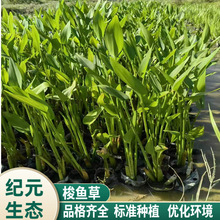 ˮ��ֲ�����~�� �̓r�������l ���~��