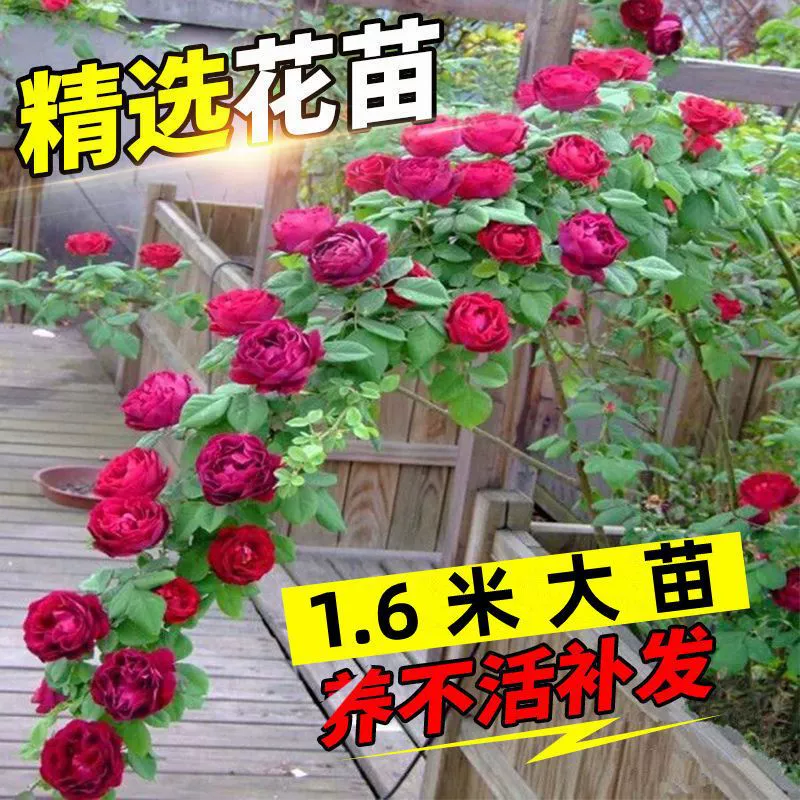 Вьющаяся лоза Китайская розовая лоза саженцы роз четыре сезона цветение балкон двор скалолазание цветы горшечные растения