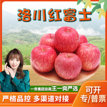 【 严选】陕西洛川红富士 代发5斤精品果新鲜当季脆甜水果红苹果