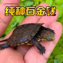 石金钱乌龟活物宠物草龟南石龟幼龟活龟越南种小乌龟宠物