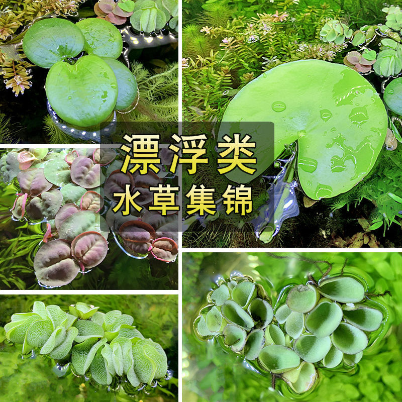 水葫芦鱼缸水草浮萍水芙蓉凤眼莲水培水生植物龟鱼虾非常容易5cm 种苗花卉网