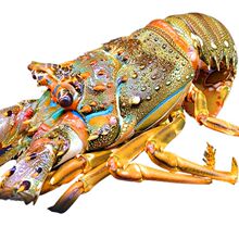 活动【超大青龙虾 1-4斤】大龙虾花龙波龙虾野生鲜活冻品海鲜批发