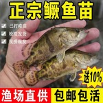 湖南大鳜鱼苗桂鱼苗桂花鱼苗淡水翘嘴鳜鱼苗肉食性路亚季花鱼贵鱼