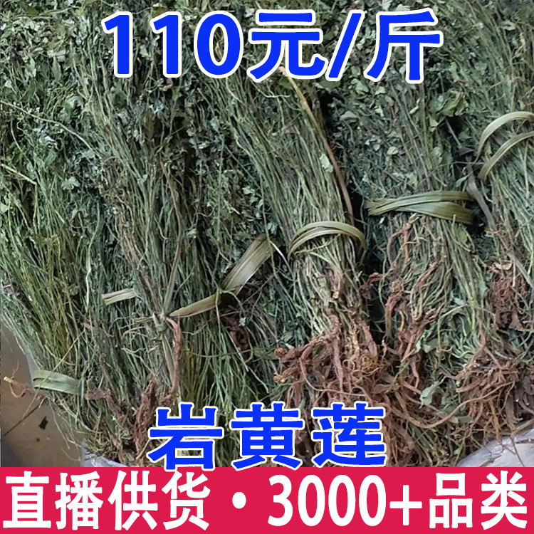 岩黄莲 岩黄莲根 岩胡 岩连菊花黄连土黄连批发代发