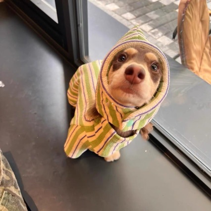 ペット服、ストライプマカロン、犬猫、中小型犬、テディ、ビション、ポメラニアン、秋冬