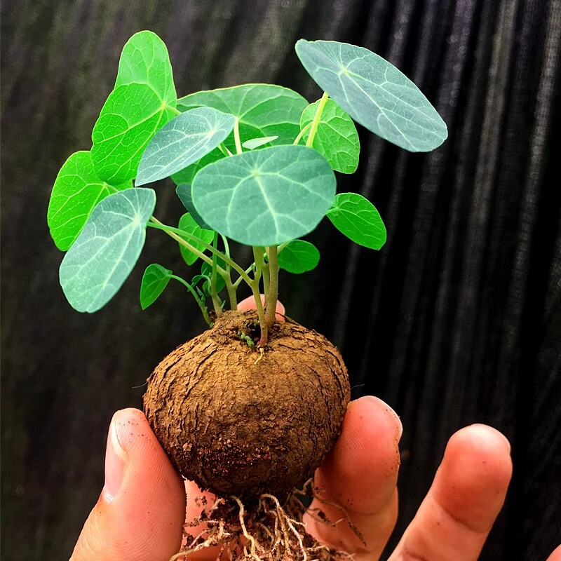 Mountain Turtle Golden Non-Changing Green Plant Red Vine Round Leaf Succulent Root Mountain Turtle Climbing Vine Volcanic Stone Flower Potted Plant