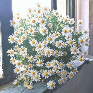 Small Daisy Flower Seeds, Sunflower White Crystal Chrysanthemum, Mosquito Repellent, Outdoor Four-Season Courtyard Potted Chamomile Seeds