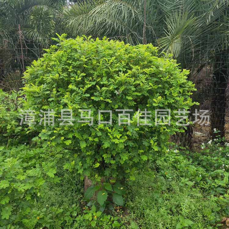 ˫�л��򣨸�120��130����120&a