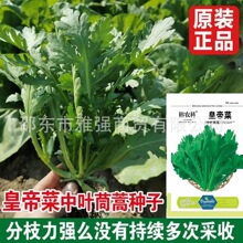 皇帝菜中叶茼蒿青菜春菊菜种茼蒿菜四季蔬菜阳台盆栽耐热耐寒新鲜