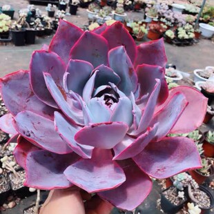 Succulent Plants Sunset Three Immortals Guanghan Palace Sunset Good to Grow Extra Large Succulent Potted Green Plants in Good Condition