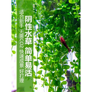 ���ذ������Ӳ����ſ������ˮ���~��ǰ��ˮ��ƺ���֑����쾰���w