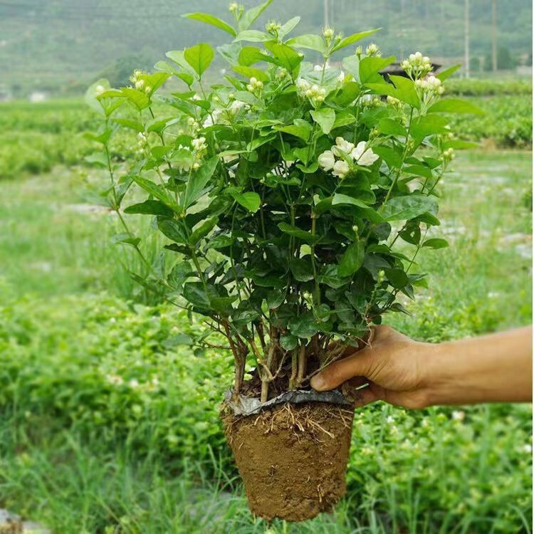 Double-Petaled Jasmine Potted Plant with Strong Fragrance, with Buds and Pots, Mosquito Repellent Green Plants and Florals, Indoor Balcony Beautifies the Air