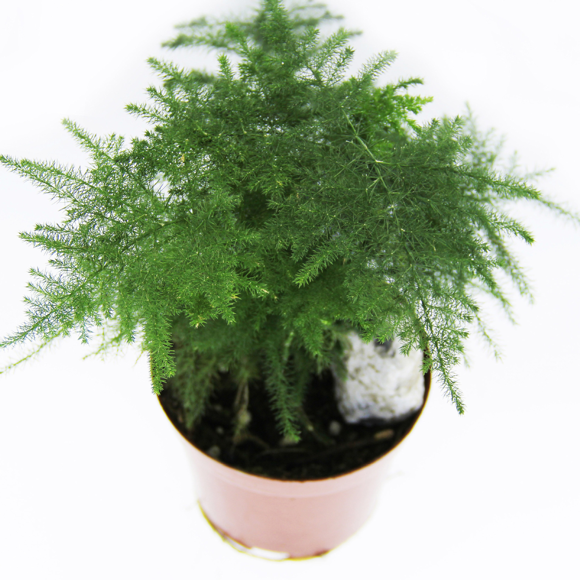 Direct sales of direct sales, wholesale green planting potted, micro -landscape background Plant bamboo 90 mini plant flower potted plants 3