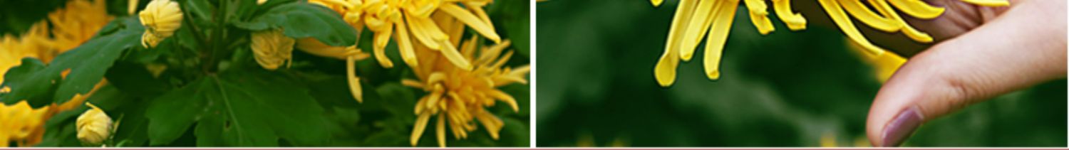 Golden Silk Chrysanthemum Tea Jin Si Huang Ju One Flower One Cup Individually Wrapped Large Blooms 100 Pack in use