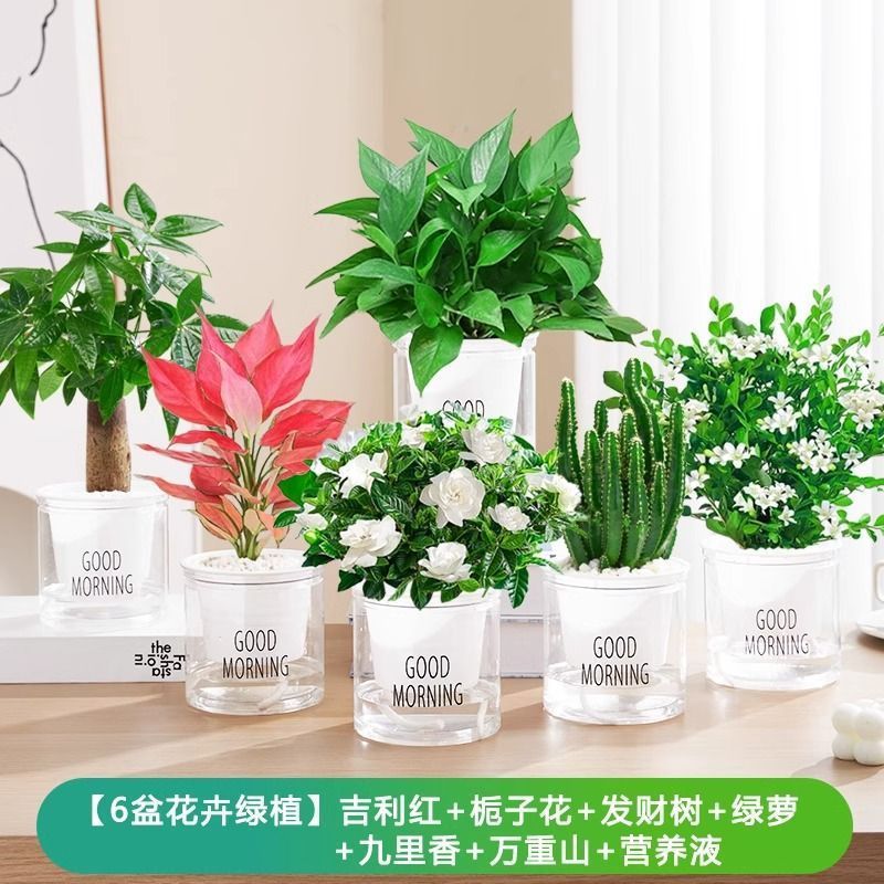 지리홍/치자나무/머니트리/포토스/구리향/완중산