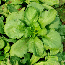 ���~����N�ӻʵ۲˻�偲˷N�ѾG���~���ļ��Nֲ�߲˷N�ݏS�����l