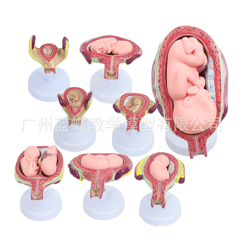 ������̥�γ�̥�����﷢�����̸������ӹ����ʸ��׼���չ��ѧģ��