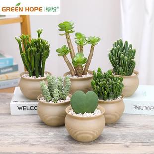 Cactus Succulent Plant Money Wood Jade Dew Mountain Fortune Coral Tree Heart Leaf Ball Orchid Money String Potted Plant