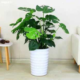 Monstera Deliciosa, Large-Leaf Monstera, Evergreen Green Plant, Balcony, Bedroom, Living Room, Office Can Be Used by Peng Rui