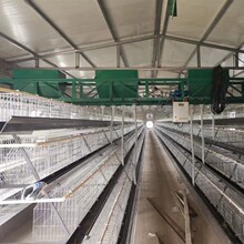 养鸡场自动喂料机  鸡场两列三列四列行走式自动上料喂料机