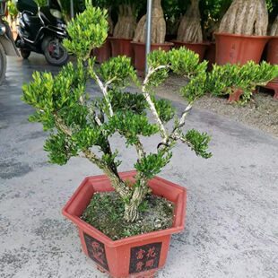 �V�|ȸ���S��ľ�辰����С�~��Ƥ1�辰�����̨������С�~����