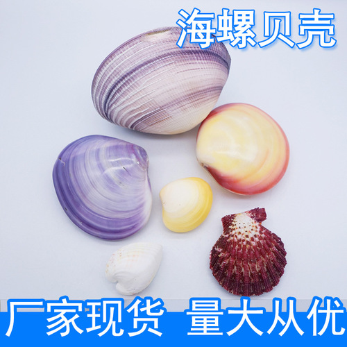 Wholesale conch shells, yellow clams, purple clams, clam powder, purple birds' clams, chicken heart abalone, oil painting scallops, multiple options available