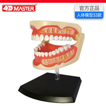 4D Master��ǻ����ģ������ṹ��������ҽѧ���ʽ�ѧ�ɲ�ж