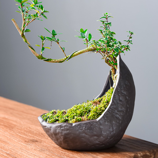 Creative purple sand flowerpot with base special-shaped crescent basin asparagus floating branches June snow living room desktop green plant bonsai basin