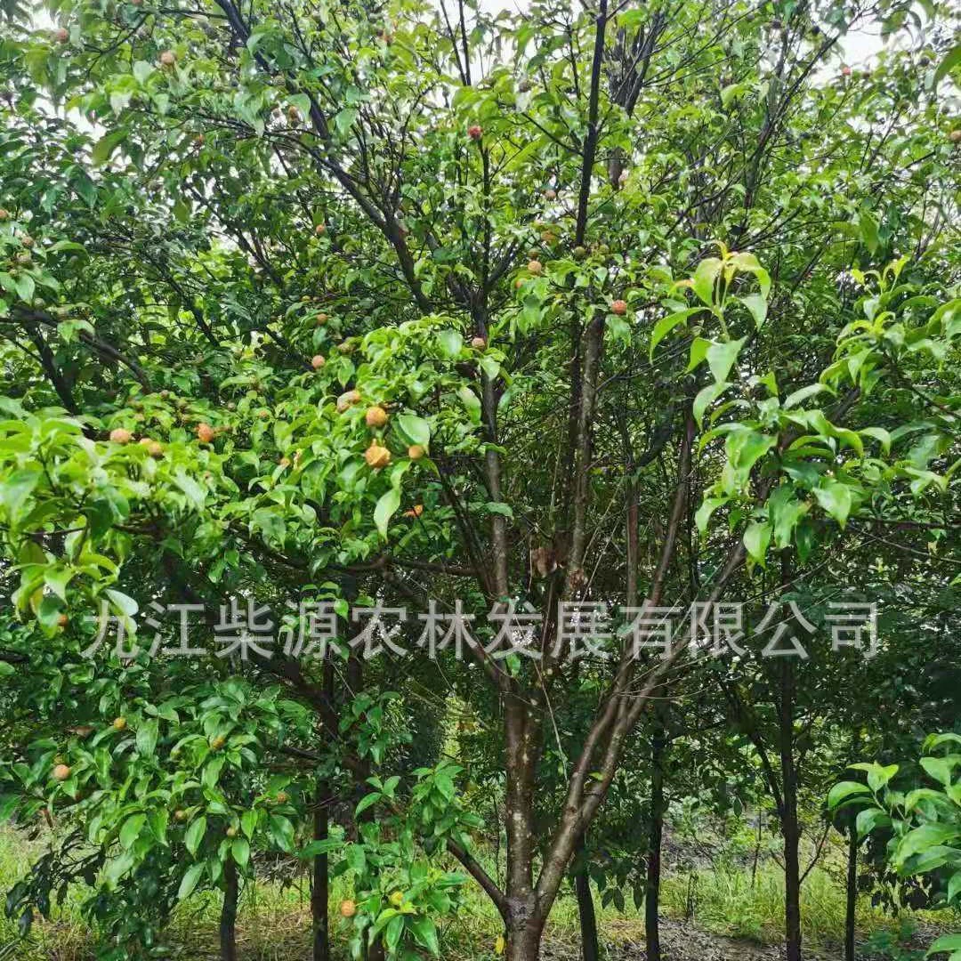 Где купить Hong Kong Phyllostachys 1cm Phyllostachys 3cm Seeds Phyllostachys Phyllostachys 12cm